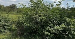 HALF ACRE LAND FOR SALE IN KAREN