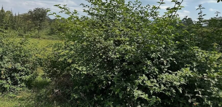 HALF ACRE LAND FOR SALE IN KAREN